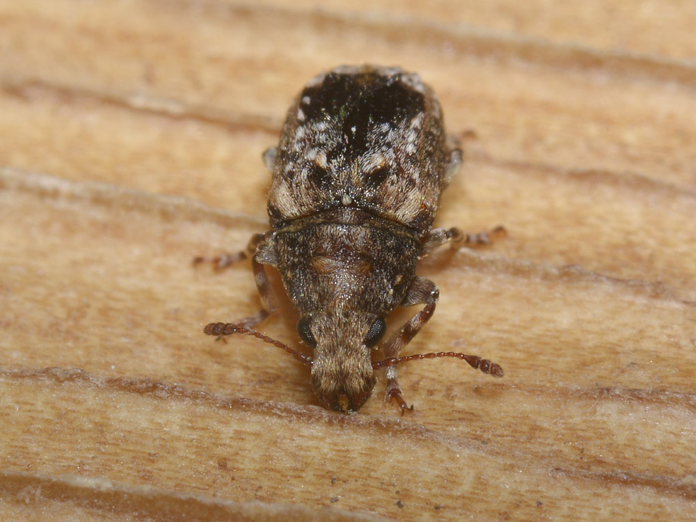 Enedreytes sepicola - Anthribidae